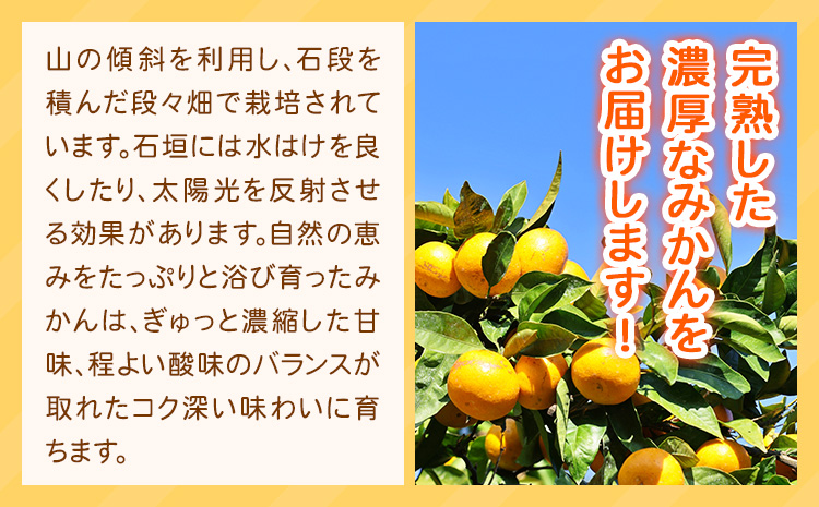【先行予約】みかん 紀州有田産 濃厚完熟 小玉みかん 約5kg S-3Sサイズ 株式会社魚鶴商店《2026年11月下旬-12月下旬頃出荷》 和歌山県 日高川町 みかん 小玉みかん 完熟 濃厚 柑橘 小玉 小さい---wshg_uot169_11g12g_25_16000_5kg---