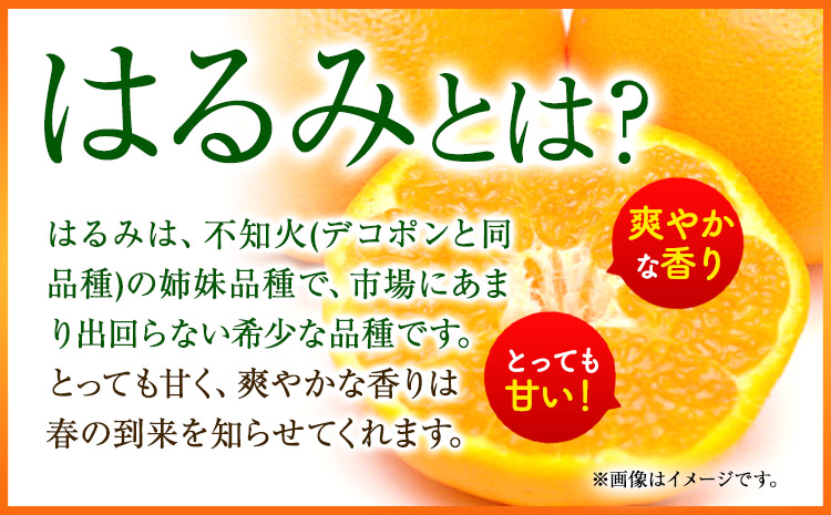 青秀以上紀州有田産はるみ約4kg（2L～3Lサイズ）《2024年1月下旬-3月上旬頃出荷》フルーツ果物はるみ---iwshg_tmt117_l13_24_16000_4kg---st-p