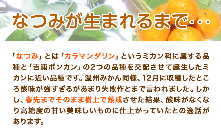 ＜先行予約＞初夏のみかん なつみ 約 3kg 株式会社 魚鶴商店《2026年4中旬-4月下旬頃出荷》 和歌山県 日高川町 みかん なつみ 南津海 柑橘 果物 フルーツ 送料無料---wshg_uot133_4c4g_25_11000_3kg---