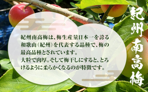 訳あり紀州南高梅くずれ梅はちみつ味1.6kg農林水産大臣賞受賞《30日以内に出荷予定(土日祝除く)》ウェブセラータクティクス---wshg_wst13_30d_24_14000_1600g---