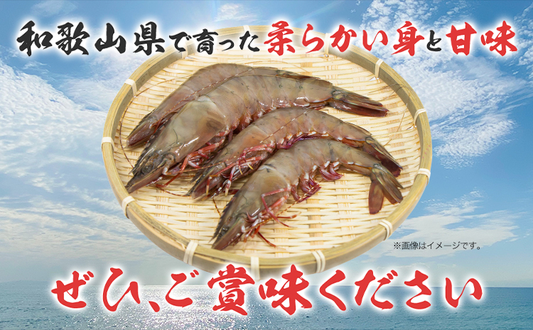 紀州和歌山産天然足赤えび 540g×2箱(270g×4パック) 化粧箱入 魚鶴商店《12月上旬-2月上旬頃出荷》和歌山県 日高川町 足赤えび えび エビ---wshg_fuot177_12j2j_26_35000_4p---