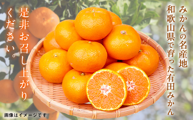 【先行予約】【ご家庭用訳アリ】 紀州有田産 濃厚完熟温州みかん 約7.5kg 魚鶴商店《2026年11月下旬-2027年1月下旬頃出荷》 和歌山県 日高川町 みかん 温州みかん 完熟 濃厚 柑橘 ご家庭用---wshg_uot173_11g1g_25_15000_7500g---