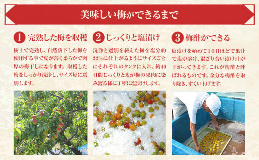 訳あり紀州南高梅くずれ梅うす塩味1.6kg農林水産大臣賞受賞《30日以内に出荷予定(土日祝除く)》ウェブセラータクティクス---wshg_wst14_30d_24_14000_1600g---