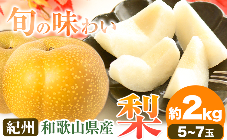 【2026年先行予約】紀州和歌山県産の梨 約2kg 5～7玉 化粧箱入 魚鶴商店《8月中旬-9月上旬出荷》和歌山県 日高川町 和歌山県産 梨 なし ナシ 贈り物 ギフト---wshg_uot65_8c9j_24_15000_2kg---