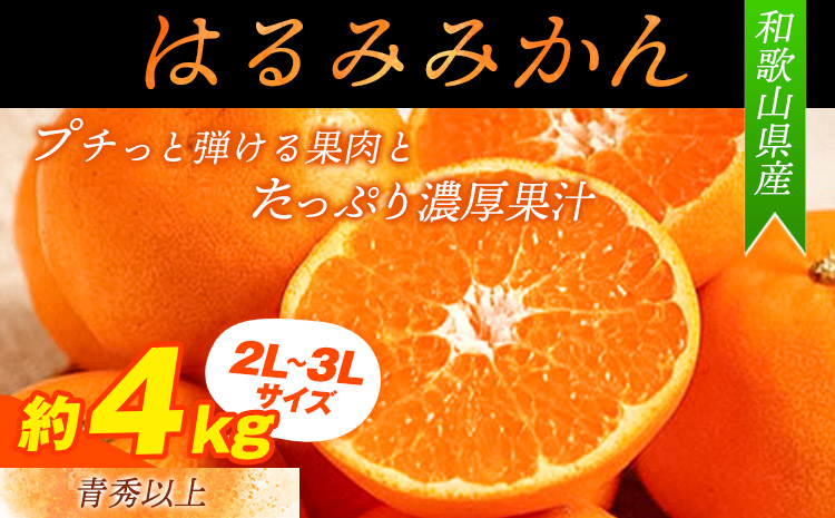青秀以上紀州有田産はるみ約4kg（2L～3Lサイズ）《2024年1月下旬-3月上旬頃出荷》フルーツ果物はるみ---iwshg_tmt117_l13_24_16000_4kg---st-p