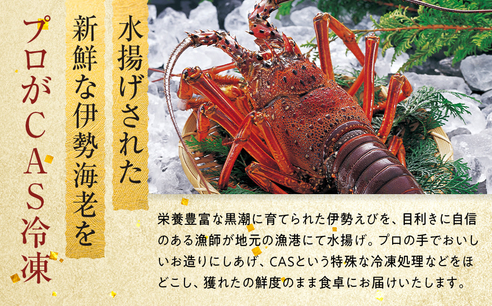 【年末配送】CAS凍結 伊勢海老 姿造り 500g ～ 600g 約2人前