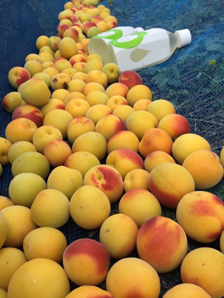 梅の果実水　350ｍｌ　24本 【受注後10日以内に発送します。但し、年末年始・お盆等・ＧＷは除きます。】