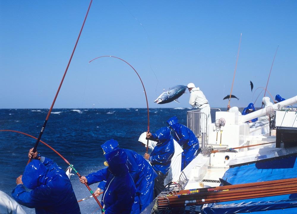 プレミア和歌山認証品 黄金藁焼きカツオタタキ （藻塩セット）　1kg［KS1］