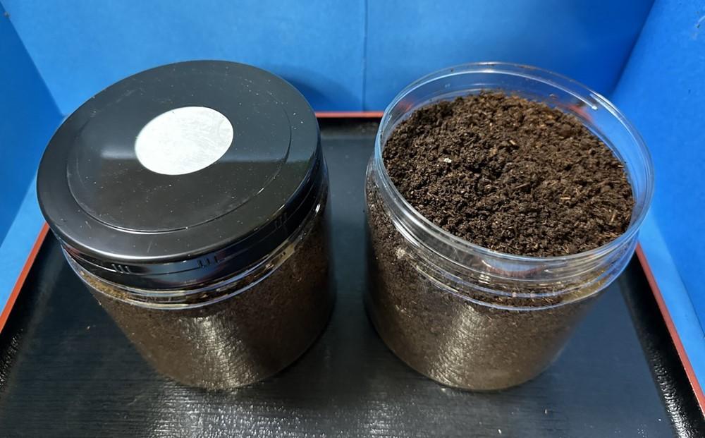 【先行予約】ヘラクレスオオカブト幼虫ペア ※育て方の説明書付き※配送不可地域あり【2026年6月から順次発送】