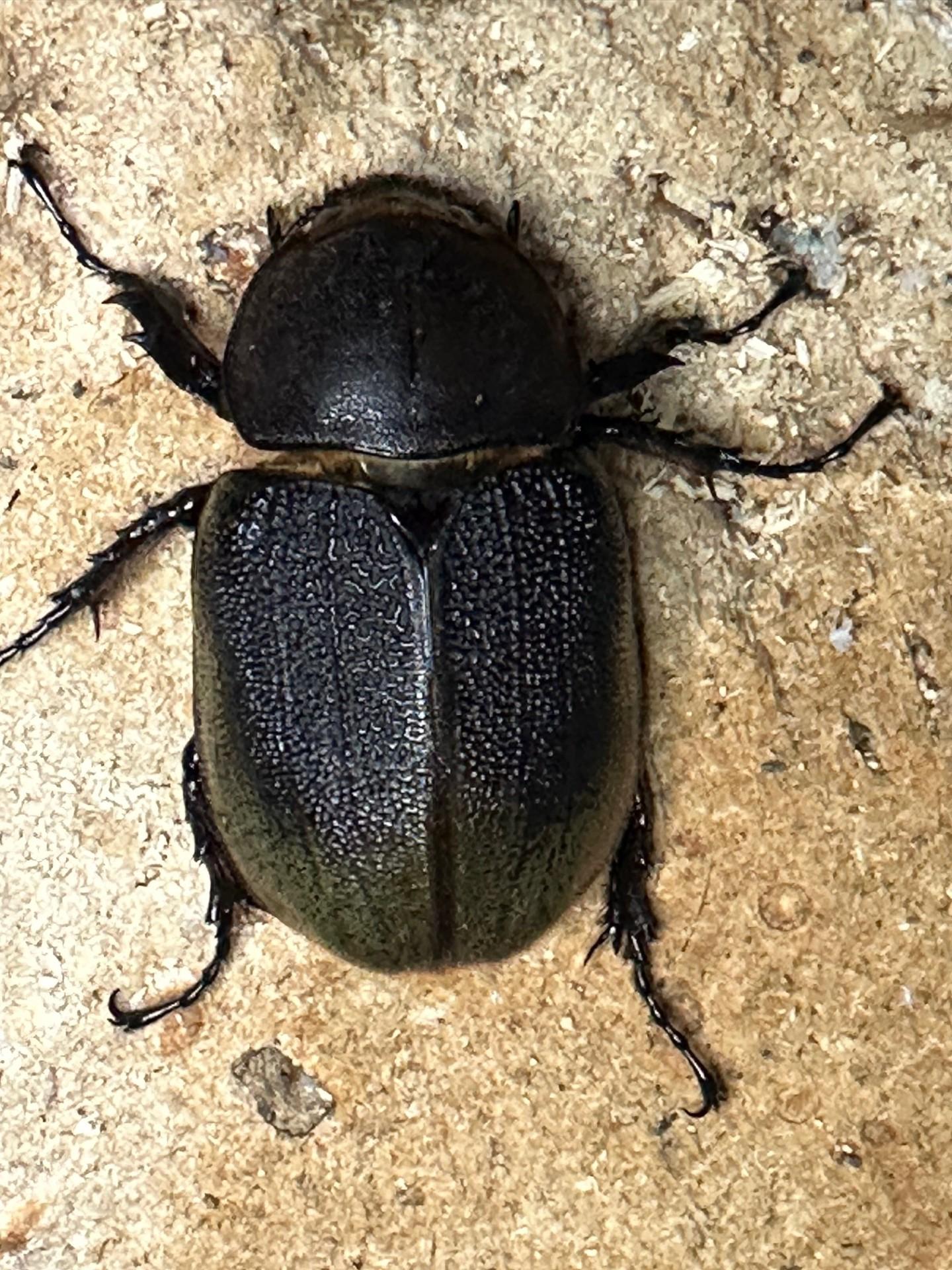 ヘラクレスオオカブト メス 1匹 サイズフリー　※配送不可地域あり