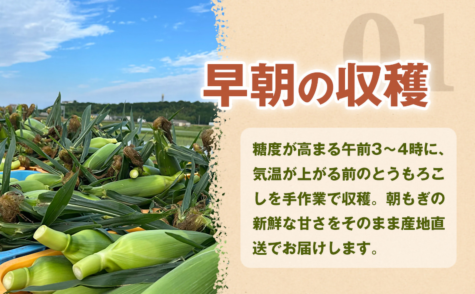 ［定期便・全3回］［夏の味覚］潮風ホワイト 2Lサイズ 5～8本 1セット とうもろこし トウモロコシ 白 コーン とうもろこし BBQ 焼き肉 白浜町