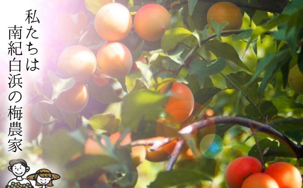 はちみつ梅　ぽってり特選（400ｇ）紀州南高梅【梅農家手づくり梅干】