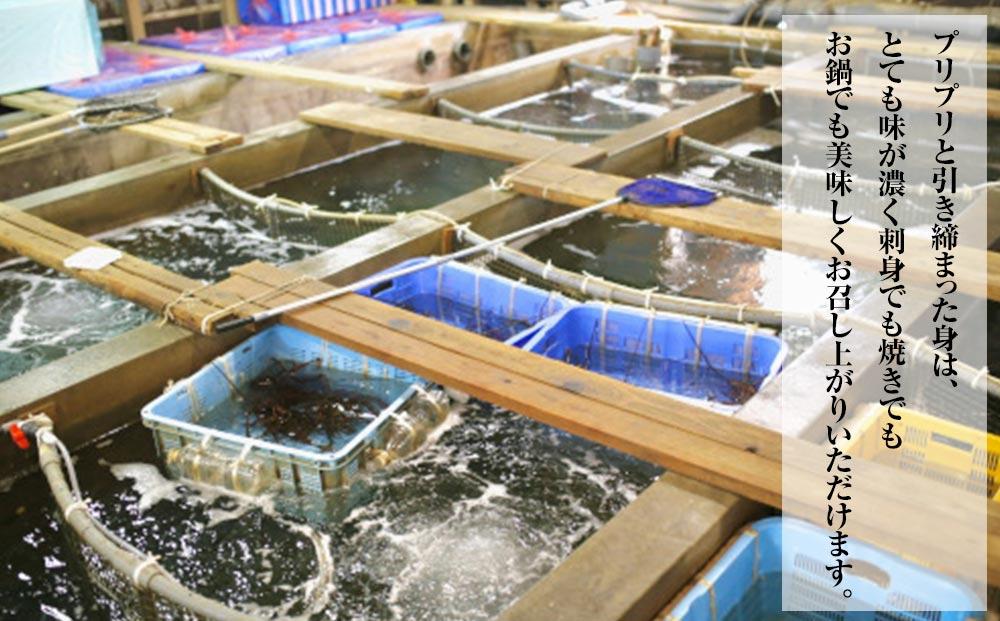 活 伊勢海老 1尾 ～ 2尾 入り 合計 約300g ～ 400g セット 産地直送 船長 おすすめ