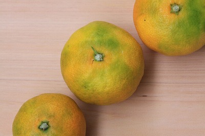 みかん 10kg MS玉 紀南の甘い極早生みかん 高糖度 10月以降発送 マルチ被覆栽培