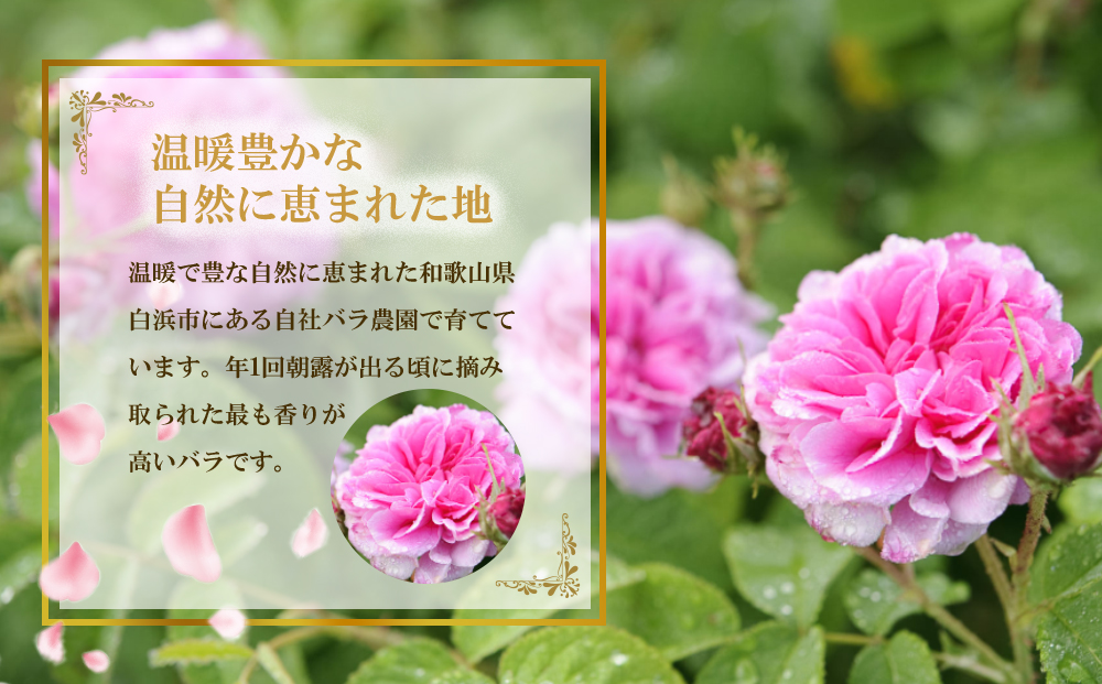 バラ梅酒スパークリング梅酒720ｍｌ