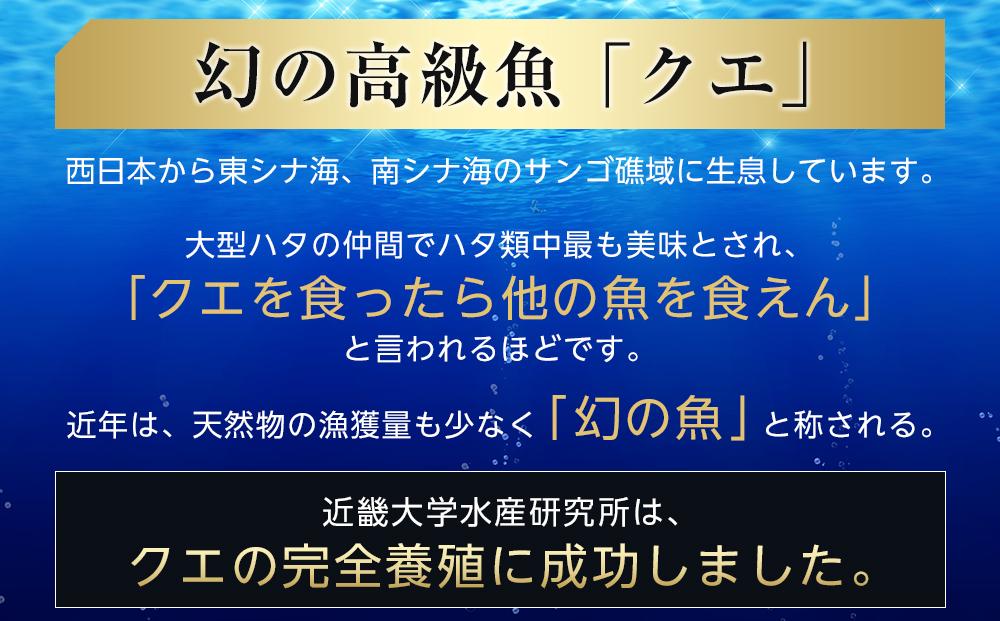 近大クエ鍋セット ( 500g ）こだわりだしぽん酢付き【2026年2月上旬～中旬発送】