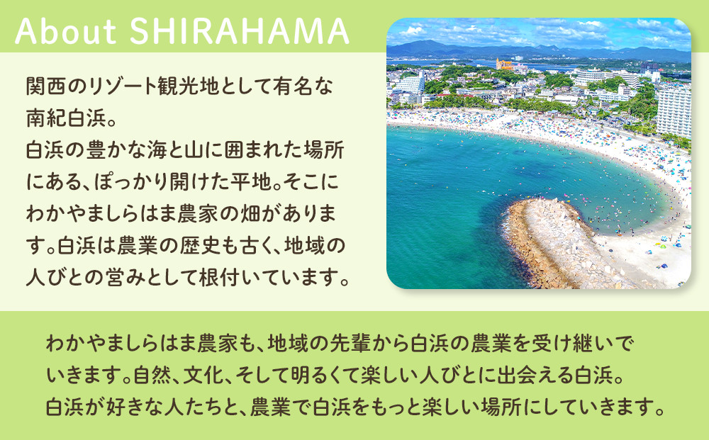 しらはまレタポタ 6袋 セット わかやましらはま農家 特製 ポタージュスープ