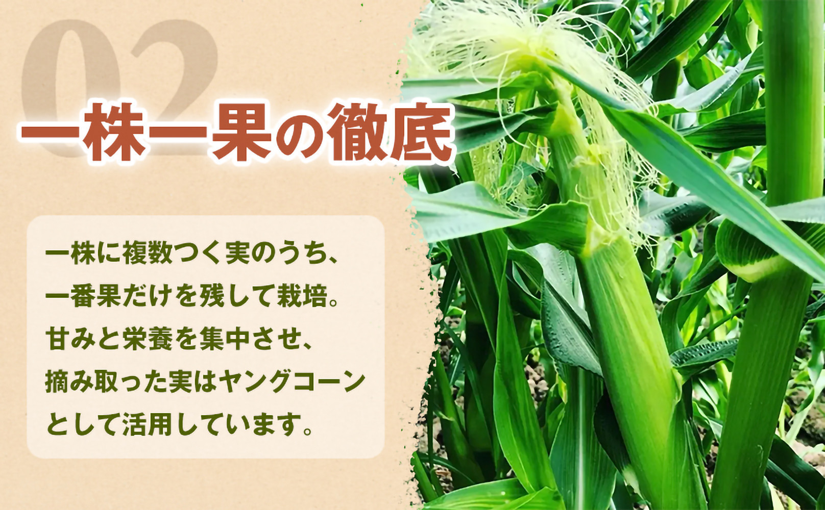 ［定期便・全3回］［夏の味覚］潮風ホワイト 2Lサイズ 5～8本 1セット とうもろこし トウモロコシ 白 コーン とうもろこし BBQ 焼き肉 白浜町