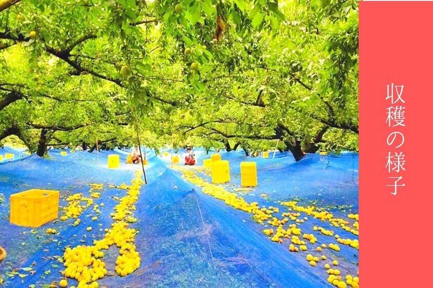 無添加　しそ梅　しょっぱい（食べごろLサイズ400g）紀州南高梅【梅農家手づくり梅干】