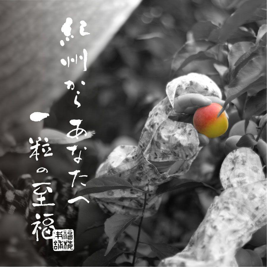 紀州南高梅 梅の鏡1段 あまみつ梅【ギフト 木箱入り 贈答用】