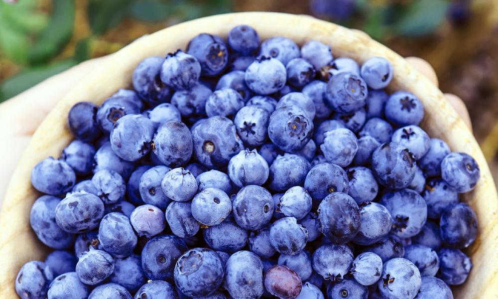 南紀白浜産ブルーベリー 約400g