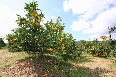 みかん 10kg MS玉 紀南の甘い極早生みかん 高糖度 10月以降発送 マルチ被覆栽培