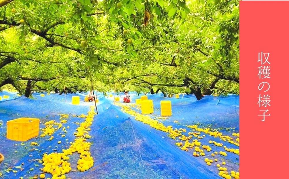 四福のしあわせ 各600g×4種 はちみつ梅 しそ梅 甘口梅 大粒自慢【農家厳選　紀州南高梅】