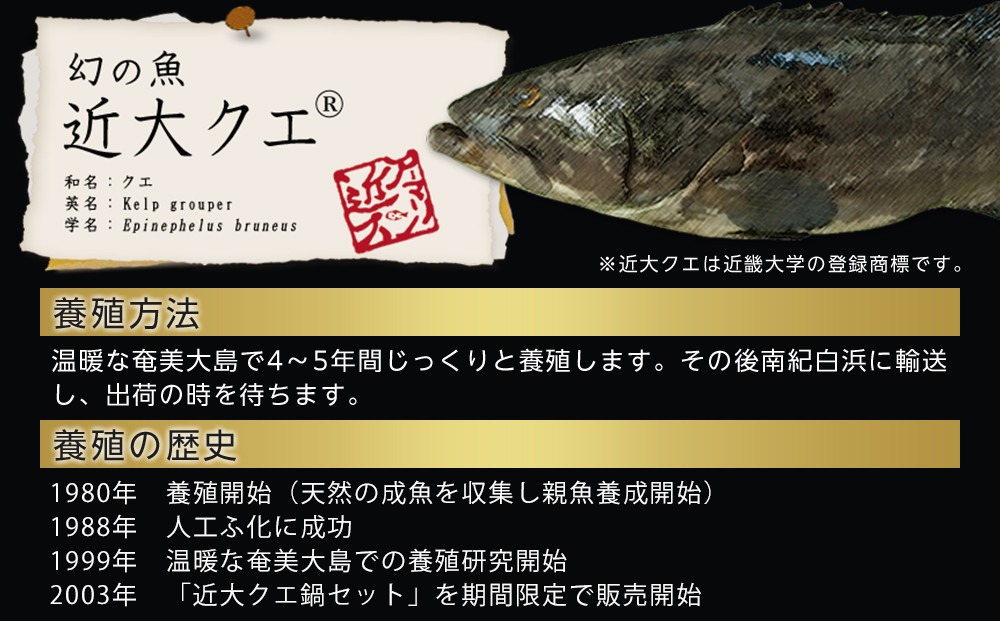 近大クエ鍋セット ( 500g ）こだわりだしぽん酢付き【2026年1月下旬～2月上旬発送】