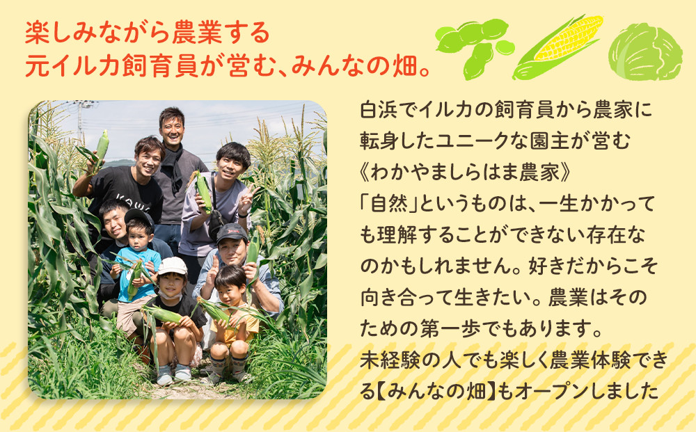 しらはまコンメシ 2袋 セット わかやましらはま農家 特製 炊き込みご飯の素