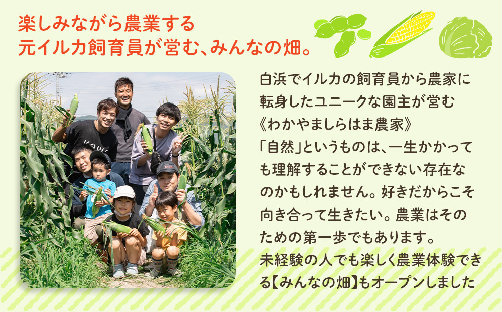 しらはまレタポタ 6袋 セット わかやましらはま農家 特製 ポタージュスープ