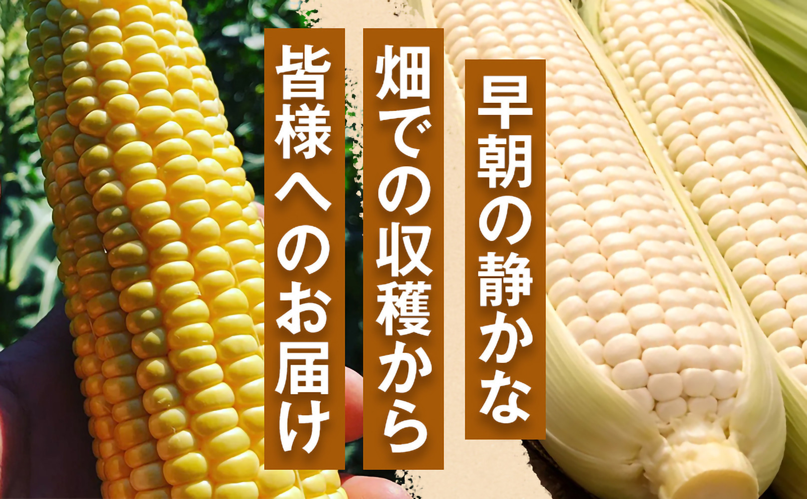 ［定期便・全3回］［夏の味覚］潮風ホワイト 2Lサイズ 5～8本 1セット とうもろこし トウモロコシ 白 コーン とうもろこし BBQ 焼き肉 白浜町