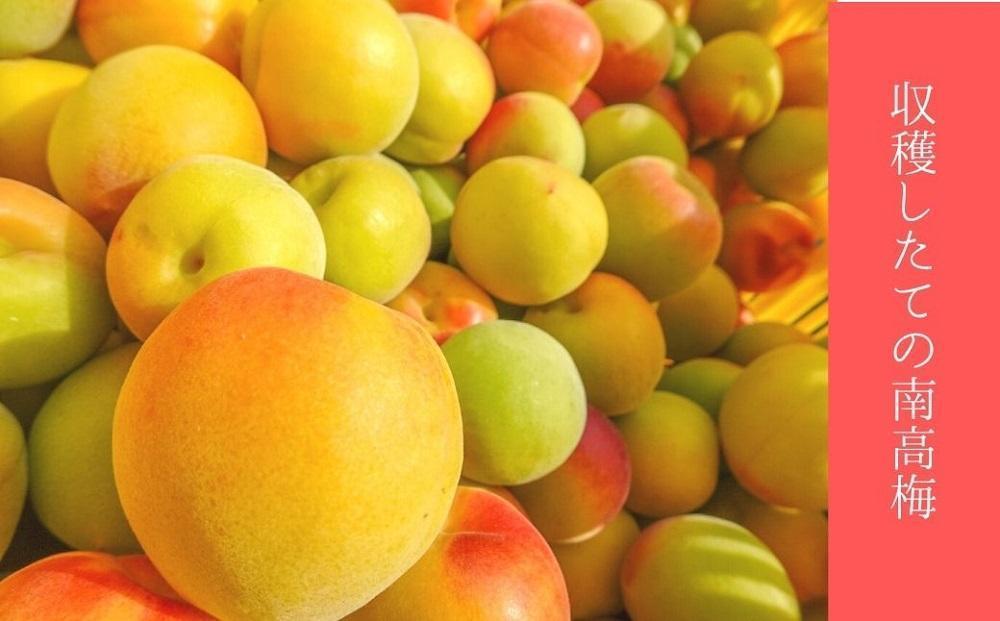 無添加　しそ梅　しょっぱい（食べごろLサイズ800g）紀州南高梅【梅農家手づくり梅干】