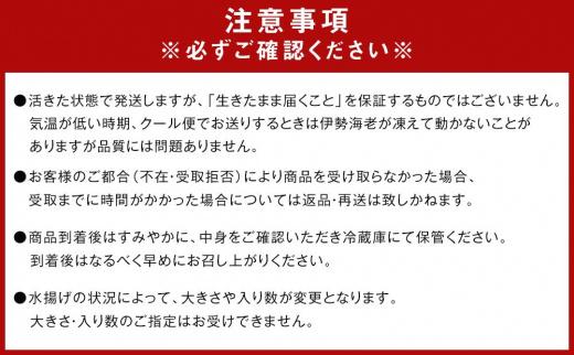 活 伊勢海老 1尾 ～ 2尾 入り 合計 約300g ～ 400g セット 産地直送 船長 おすすめ