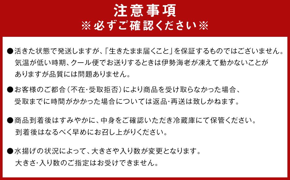 活 伊勢海老 2尾 ～ 5尾 合計 約 600g ～ 800g セット 産地直送 女船長  おすすめ