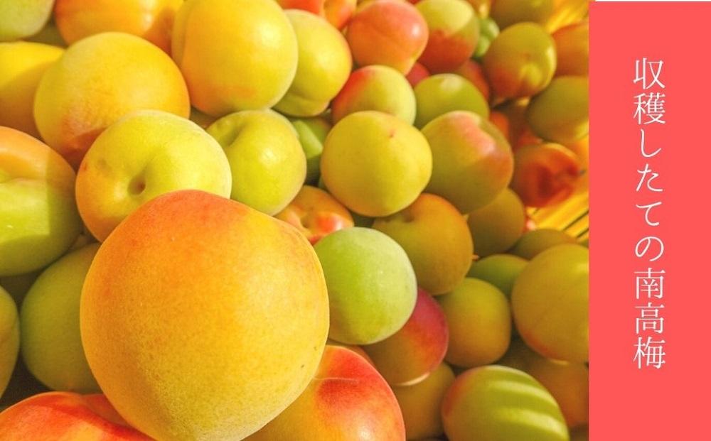 はちみつ梅　ぽってり特選（800ｇ）紀州南高梅【梅農家手づくり梅干】