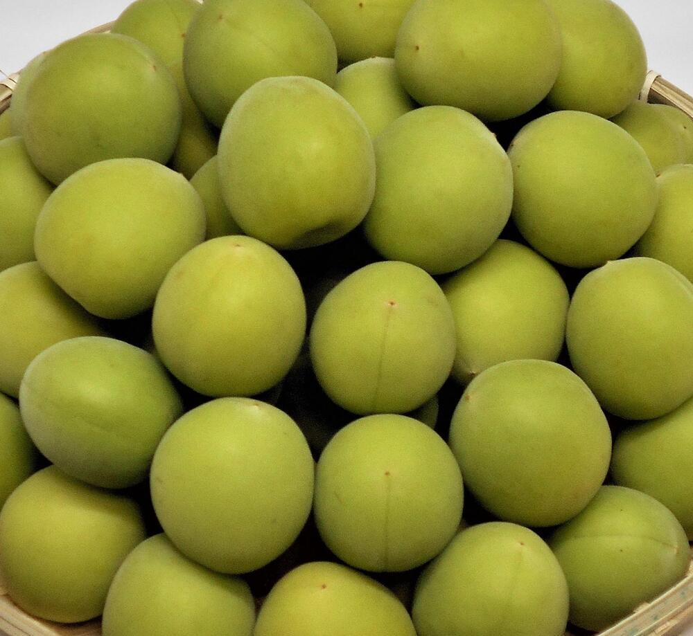 ［梅酒・梅ジュース用］紀州南高梅5kg（3Lサイズ）