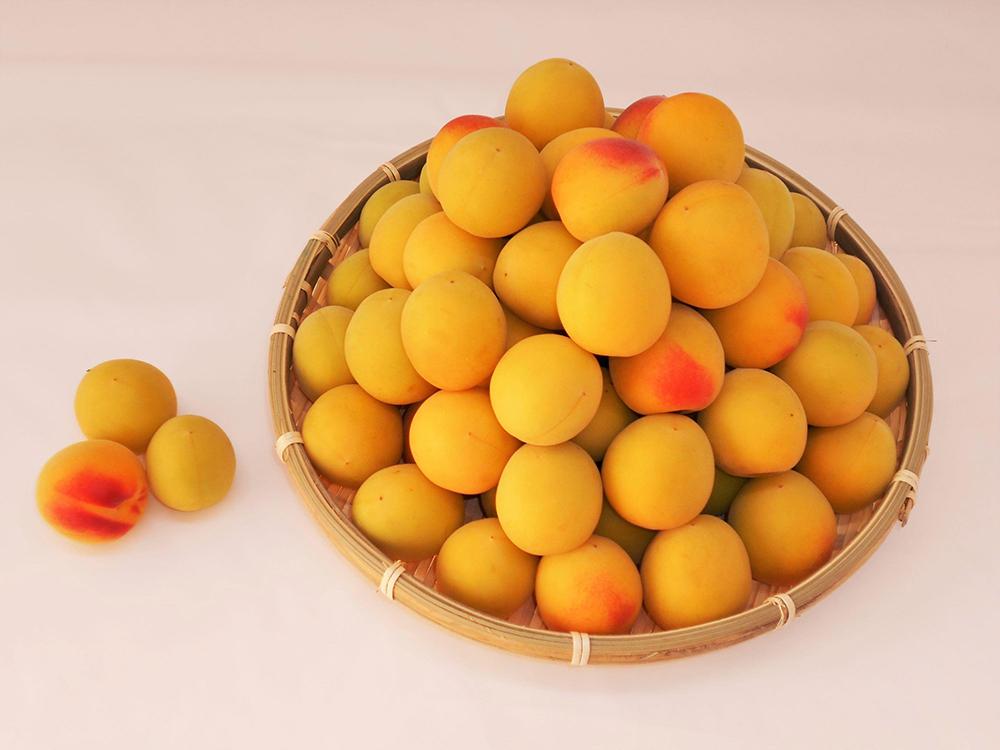 紀州南高梅10kg（3Lサイズ）［梅干づくり用］