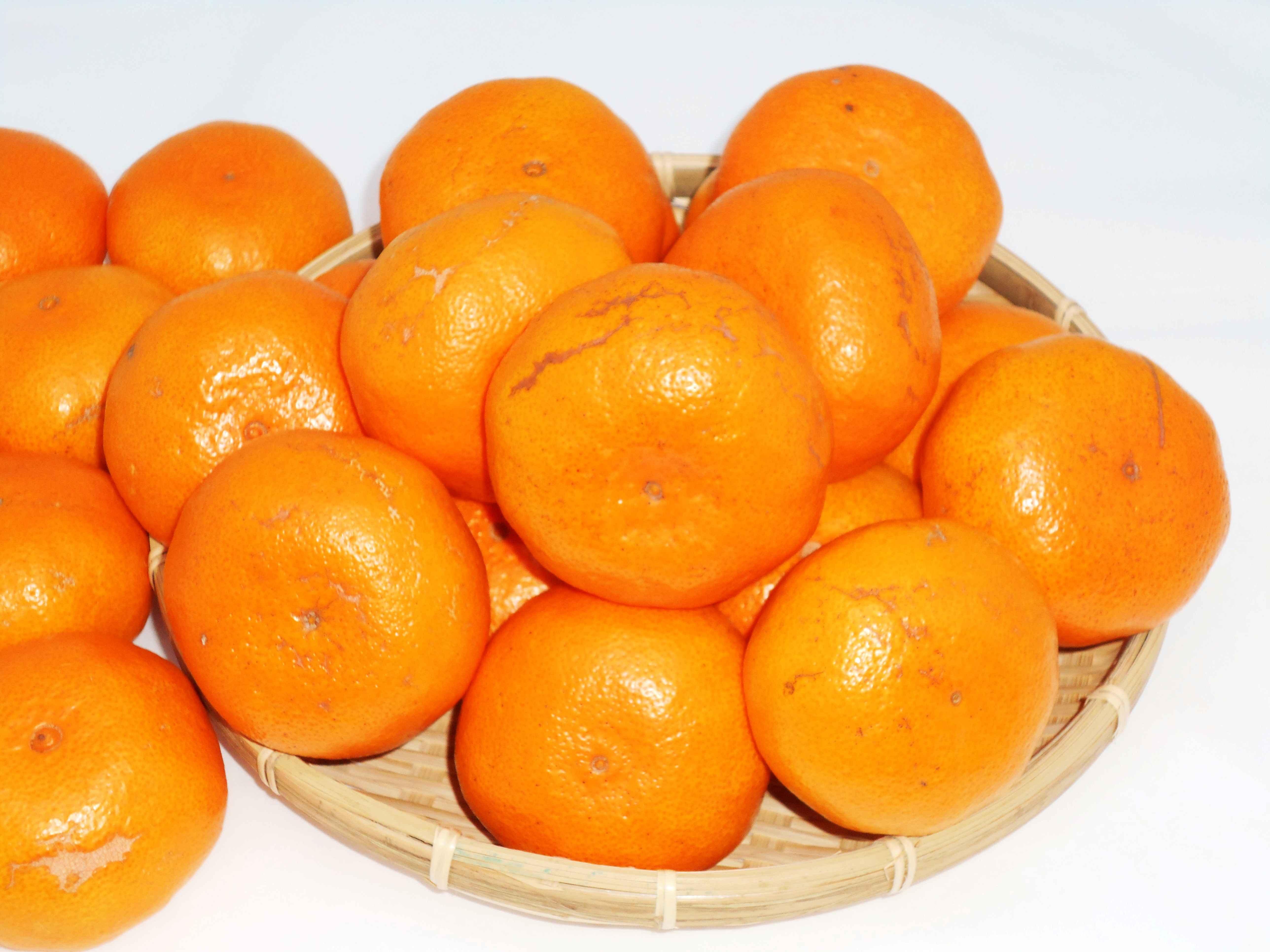 紀州完熟みかん 10kg（家庭用大玉・2L又は3L）