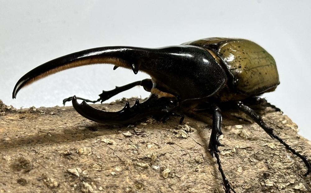 【先行予約】ヘラクレスオオカブト ペア 少し訳あり（オス120mm～140mm前後・メスフリー）※配送不可地域あり ※期間限定 ※数量限定【2026年3月より順次発送】