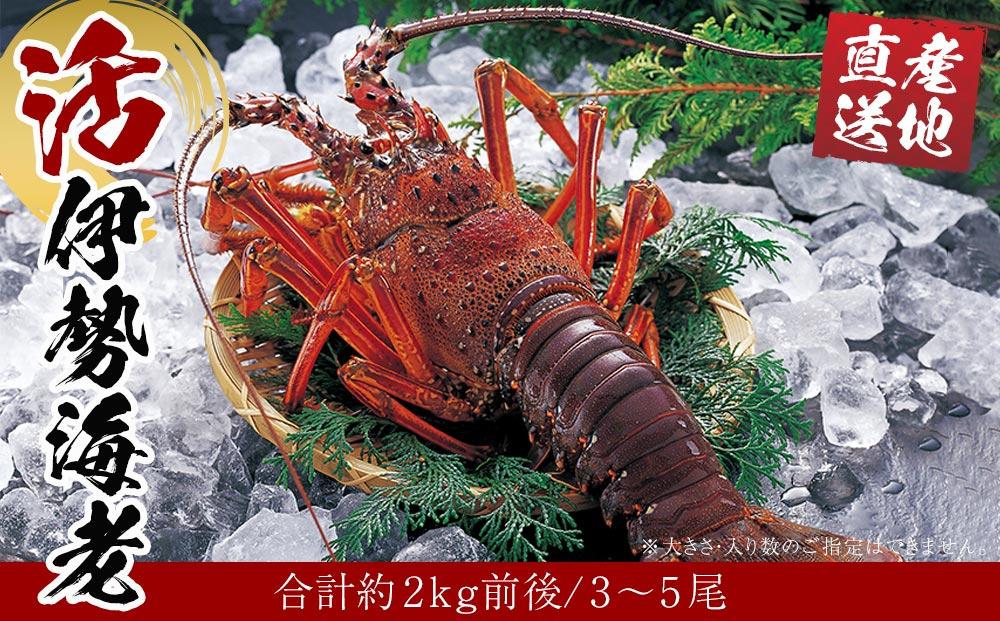 活 伊勢海老 3尾～5尾 セット  合計 約2kg 産地直送
