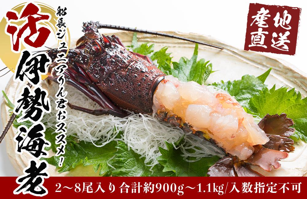 活 伊勢海老 2尾 ～ 8尾 合計 約 900g ～ 1.1kg セット 産地直送 船長ジュニア りん君おススメ