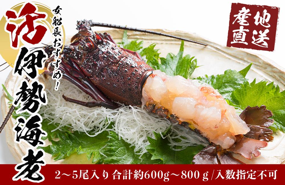 活 伊勢海老 2尾 ～ 5尾 合計 約 600g ～ 800g セット 産地直送 女船長  おすすめ