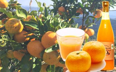 和歌山県産オーガニックみかん100％ジュース