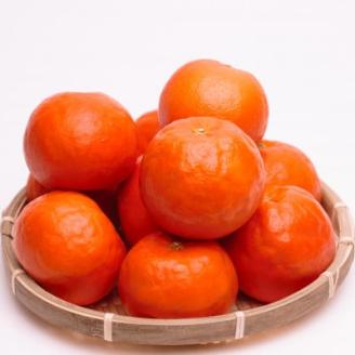 厳選 セミノールオレンジ5kg+250g(傷み補償分)【春みかん】【有田産】【光センサー選果】【配送不可地域：離島・北海道・沖縄県】