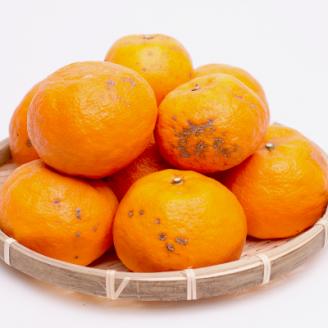 ＜6月より発送＞家庭用カラマンダリン2kg+60g(傷み保証分)