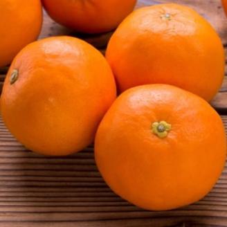 和歌山有田産セミノールオレンジ約5kg(サイズ混合) (上富田町)