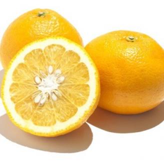 和歌山有田産サンフルーツ約10kg(M～3Lサイズおまかせ)(上富田町)