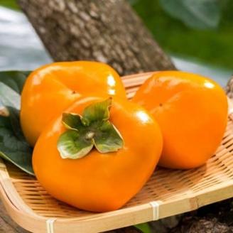 【秋の味覚】和歌山産のたねなし柿約7.5kg(M～2Lサイズおまかせ)(上富田町)【配送不可地域：離島】