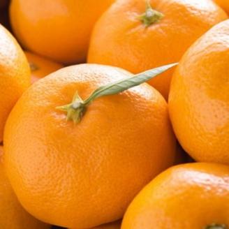 【産直・秀品】和歌山下津みかん約5kg(2Sサイズ) (上富田町)