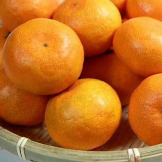 紀州有田産早生みかんの樹上熟成みかん約7.5kg(サイズ混合) (上富田町)